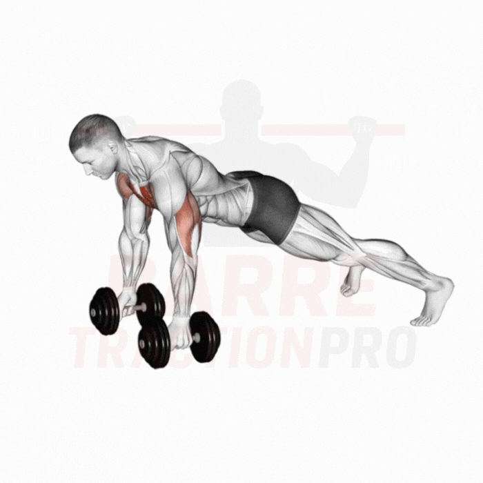 Pompe avec haltères (row) : Pectoraux, triceps, dorsaux, obliques