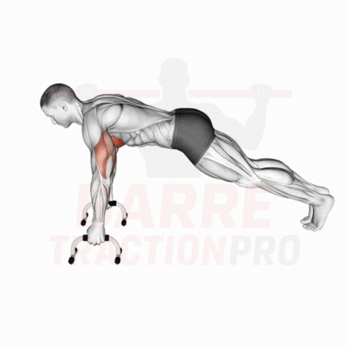 Pompe avec poignées ergonomiques : Pectoraux, triceps