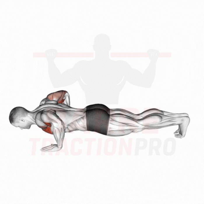 Pompe explosive (double tape pectoraux) : Pectoraux, triceps
