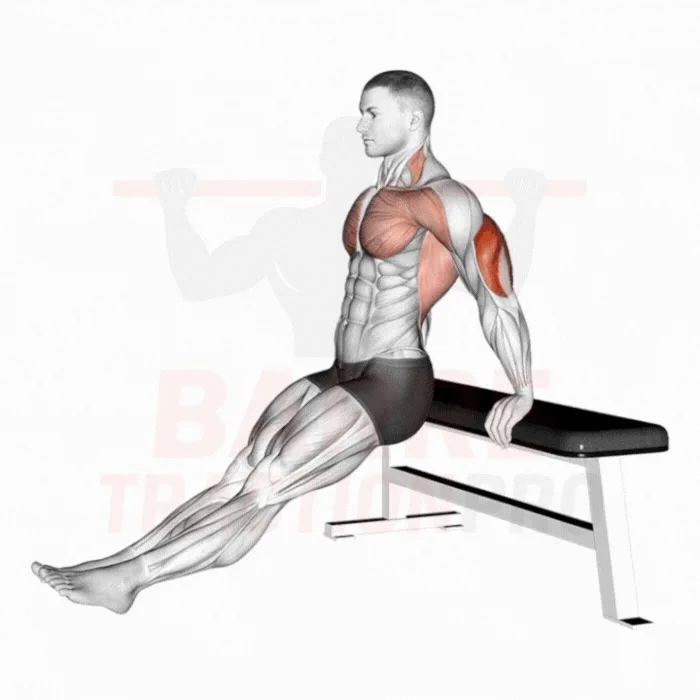 Dips sur banc triceps